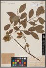 Foto von Salix caprea L. x Salix daphnoides Vill.
